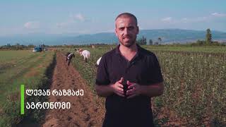 კვირტით მყნობა - Kalo.ge