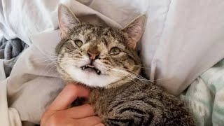 Dumped like trash, this cat now has purrfect parents