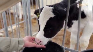 Как западные стандарты животноводства внедряют на Русскую ферму!