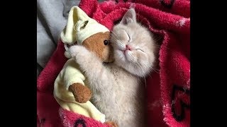 Прелесть какие милые котята, кошечки и котики