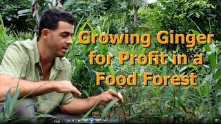 How to Grow Ginger for Profit in a Food Forest "Living Permaculture" Episode 3