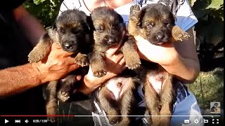 Щенки НЕМЕЦКОЙ ОВЧАРКИ 18 дней! GERMAN SHEPHERD PUPPIES 18 DAYS! Odessa.