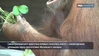 Самка орангутана вышла на первую прогулку с детенышем