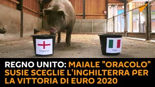 Regno Unito: maiale "#oracolo" Susie sceglie l'Inghilterra per la vittoria di Euro 2020