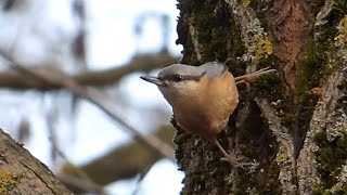 Ptice Hrvatske - Brgljez (Sitta europaea) (Birds of Croatia - Nuthatch) (3/7)
