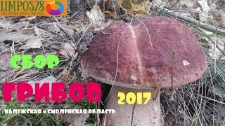 МОРЕ ГРИБОВ 2017 или Автопутешествие по Смоленской и Калужской областям