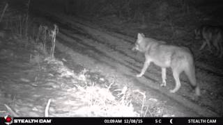 Rjavi medved & volk / Brown bear & grey wolf