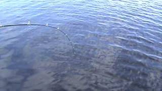 peche au brochet trophée,trophy pike fishing,northern-outfitters,val dor,quebec