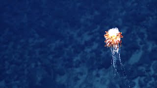 Sea Dandelion(!) and Other Superb Creatures of the Central Pacific | Nautilus Live