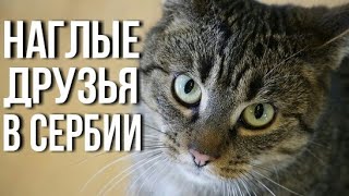 Дружба в эмиграции. Русские в Сербии. Сербия для россиян