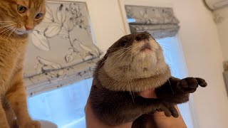 カワウソの鳴き声真似して鳴き返してみたら猫に白い目で見られた I tried to imitate an otter's cry and squeak back.
