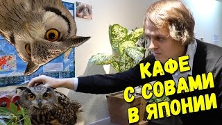 КАФЕ С СОВАМИ в ЯПОНИИ. Обязательно к посещению