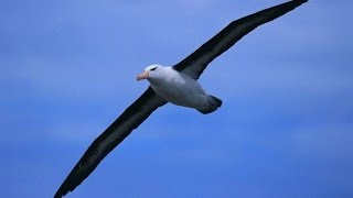 Странствующий альбатрос - Wandering Albatross (Энциклопедия животных)