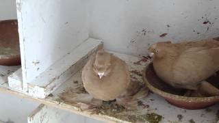 ρωσικα περιστερια - uzbek pigeons 02