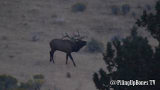 BIG BULL ELK -HUGE 6X7 340" 25 YARDS