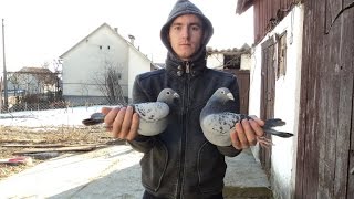 Будні дні в моїй голубятні