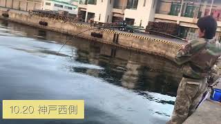fishingmax神戸ハーバー店 神戸西側