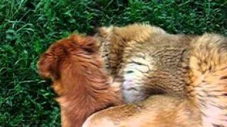 Caucasian Ovcharka playing with a small dog