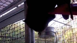 Black Flying-Fox Rusty at Tolga Bat Hospital, loves to lick the spatula.