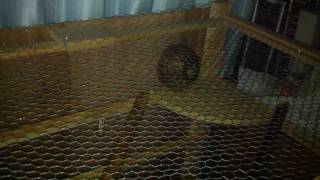 フクロモモンガ自作巨大ケージ1　Sugar glider's big house