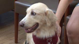 Hospital recebe a visita de animais 'terapeutas'
