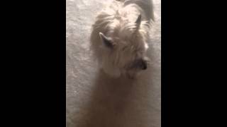 Dog learns how downward dog yoga pose.