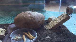 Mako's Lasius niger colony 1. Film 83. June 2017.