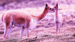 Enhance Positive Energy ​| 528Hz Ancient Frequency Music | Deep Healing Sounds | Zen Meditation ​​​
