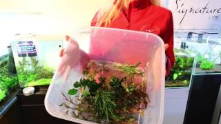 Aquascaping training for staff at Sharnbrook Shrimp