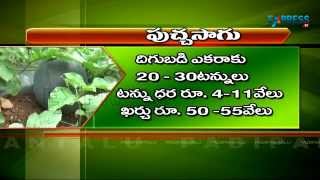 Poly Mulches for the cultivation of Organic Watermelon - Paadi Pantalu