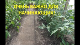 ЗАЧЕМ ФОРМИРОВАТЬ ТОМАТЫ? НУЖНО ЛИ? 