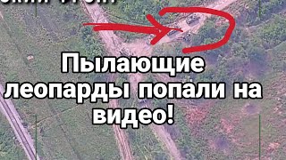 П0ДБИТЫЕ ЛЕ0ПАРДЫ! П0ПАЛИ НА ВИДЕ0!