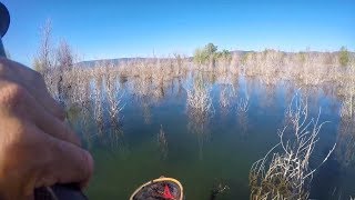 Can we find the winning fish?