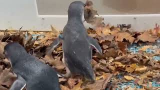 Little Penguin Nest Building Season - Cincinnati Zoo