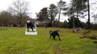 Vodka Flyball 1