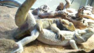 Bearded dragons breeding