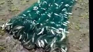 Кастинговая сеть и дед, даже дед кидает лучше тебя fishing with nets. video. рыбалка с сетями. видео
