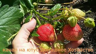 Земляника в СИБИРИ//МОЛЛИНГ СТОЛЕТИЕ
