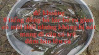 Mồi câu cá trê giật mỏi tay luôn