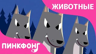 Ночные Животные | Песни про Животных | Пинкфонг Песни для Детей