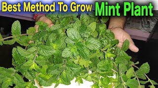 कैसे लगाए पुदीने का पौधा गर्मी में सिर्फ 2 मिनट्स में / How To Grow Mint Plant In Seconds