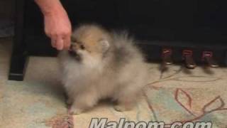 Pomeranian puppy. 12 weeks.