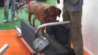 Тренировка на беговой дорожке для собак X-Pet