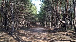 Сосновая роща на острове Хортица