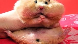 Подборка смешных приколов 2017 года с хомяками. A selection of jokes of 2017 with hamsters