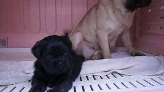 雑種（パグ×フレンチブルドッグのハーフ犬）生後27日目★
