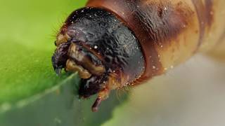WARNING! SCARY INSECT EXTREME CLOSE (MACRO)