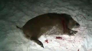 Охота на кабана с вышки . 2018