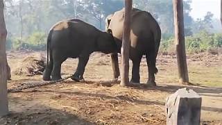 Chitwan Elephant Breeding and Training Center