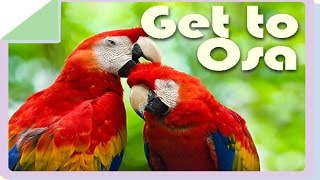 Osa Peninsula Vacation Home Rentals,Summer Vacation,Ocean View,Near Corcovado National Park.